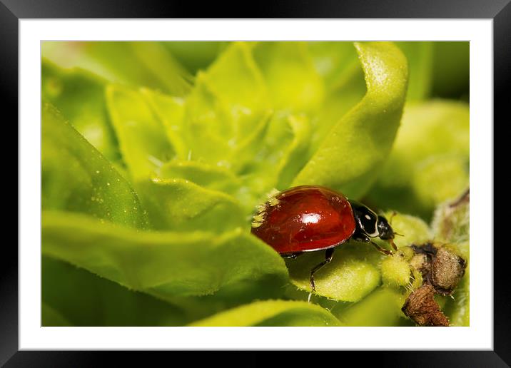  Ladybug as Host Framed Mounted Print by Shawn Jeffries