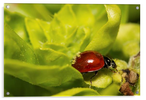  Ladybug as Host Acrylic by Shawn Jeffries