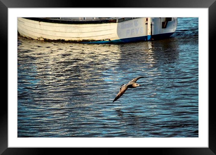  baby seagull in flight. Framed Mounted Print by Carl Harlott