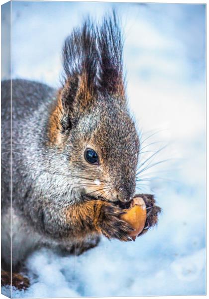 The squirrel with an acorn Canvas Print by Svetlana Korneliuk