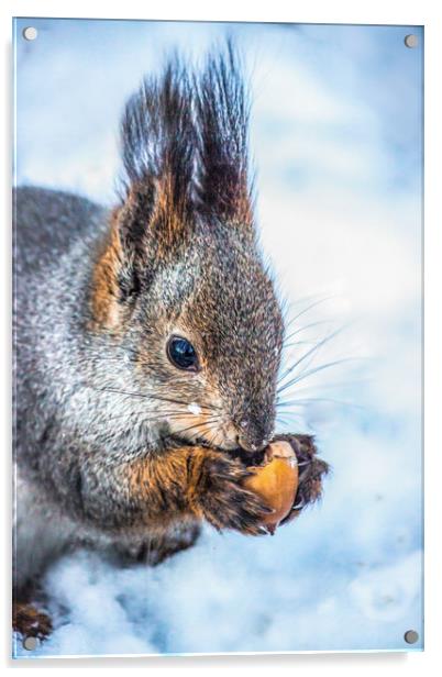 The squirrel with an acorn Acrylic by Svetlana Korneliuk