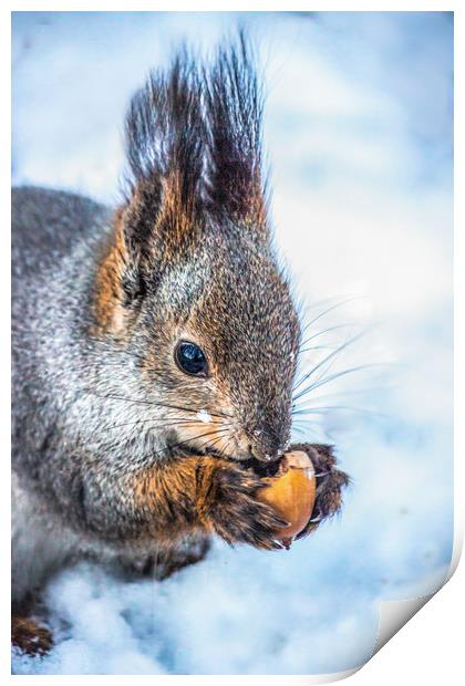 The squirrel with an acorn Print by Svetlana Korneliuk