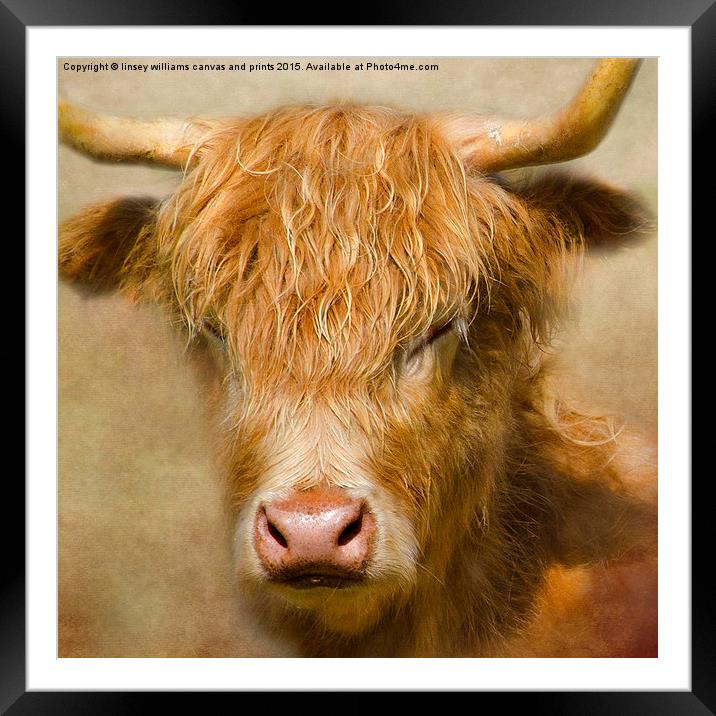  The Hairy Highlanders Collection. Dozy Highlander Framed Mounted Print by Linsey Williams