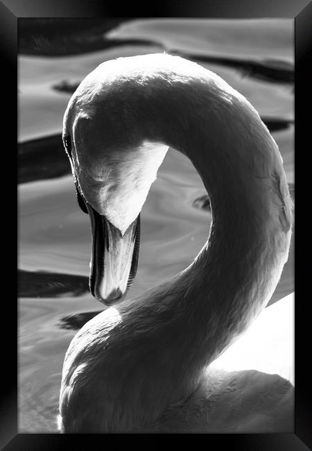 Swan Abstract Framed Print by David Pyatt