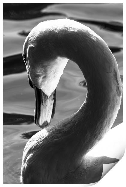 Swan Abstract Print by David Pyatt