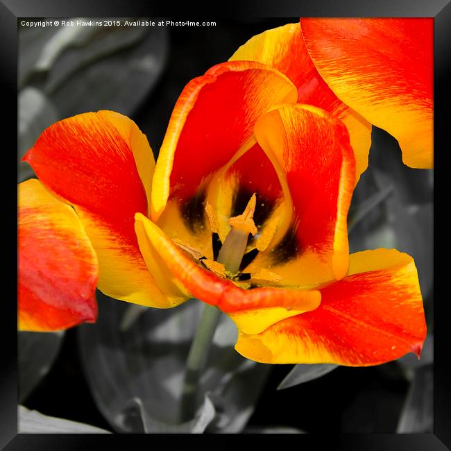  Tulip Macro  Framed Print by Rob Hawkins