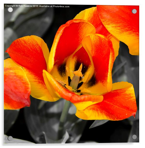  Tulip Macro  Acrylic by Rob Hawkins