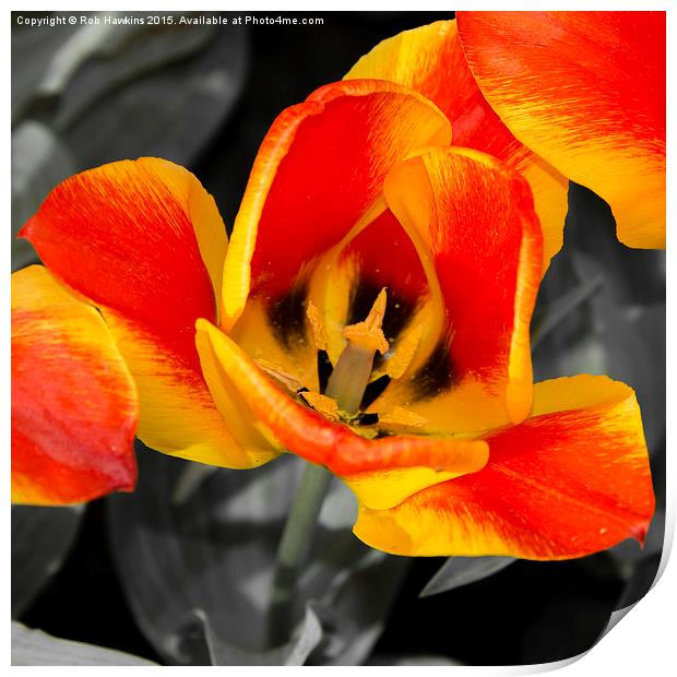  Tulip Macro  Print by Rob Hawkins