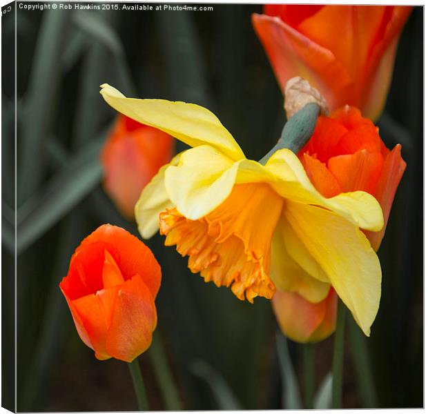  Narcissus Tulip  Canvas Print by Rob Hawkins