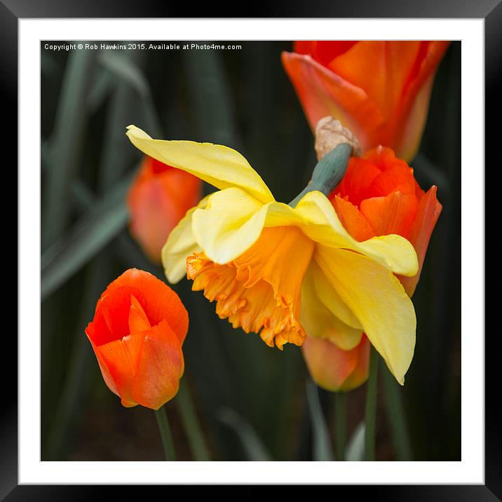  Narcissus Tulip  Framed Mounted Print by Rob Hawkins