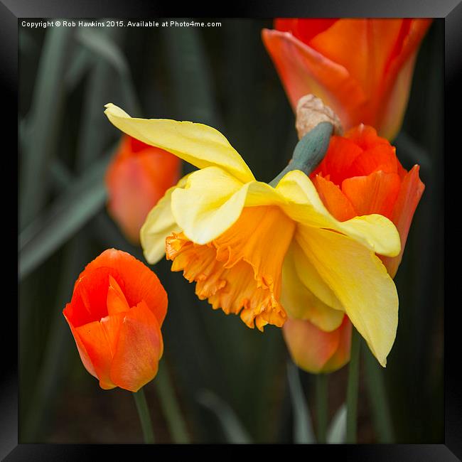  Narcissus Tulip  Framed Print by Rob Hawkins