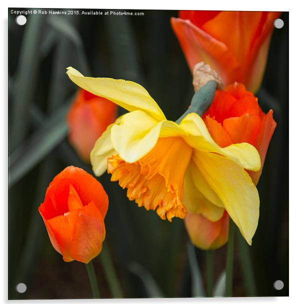  Narcissus Tulip  Acrylic by Rob Hawkins