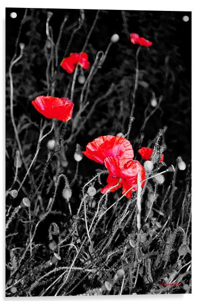 A Hidden Corner of Poppies, West Norfolk Acrylic by Johanna Garlike