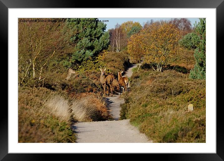  Dunwich Heath Red Deer Framed Mounted Print by Diana Mower