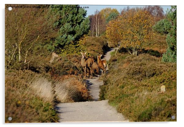  Dunwich Heath Red Deer Acrylic by Diana Mower