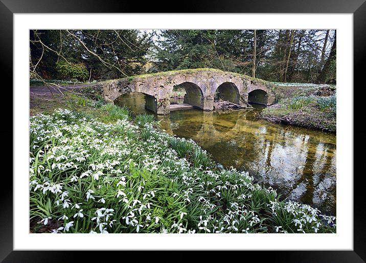 Snowdrops and packhorse bridge Framed Mounted Print by Stephen Mole