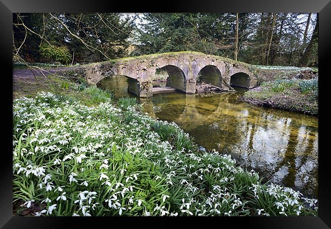 Snowdrops and packhorse bridge Framed Print by Stephen Mole