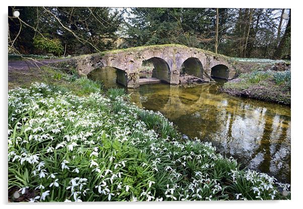 Snowdrops and packhorse bridge Acrylic by Stephen Mole