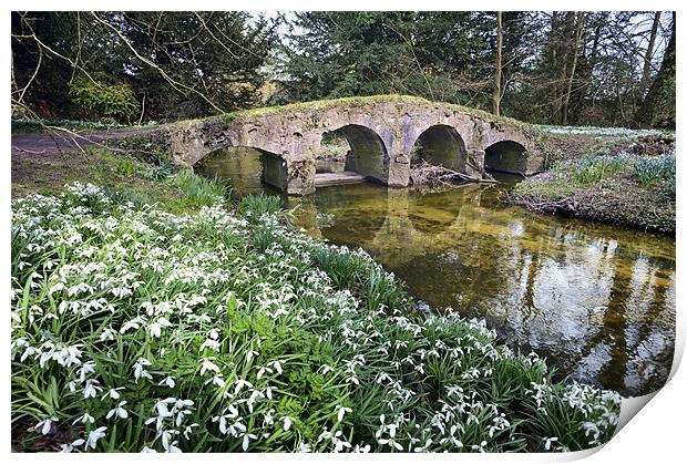 Snowdrops and packhorse bridge Print by Stephen Mole