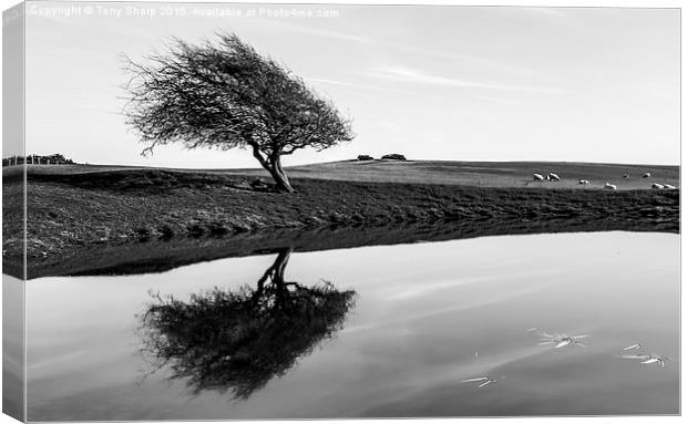  Dew Pond Canvas Print by Tony Sharp LRPS CPAGB