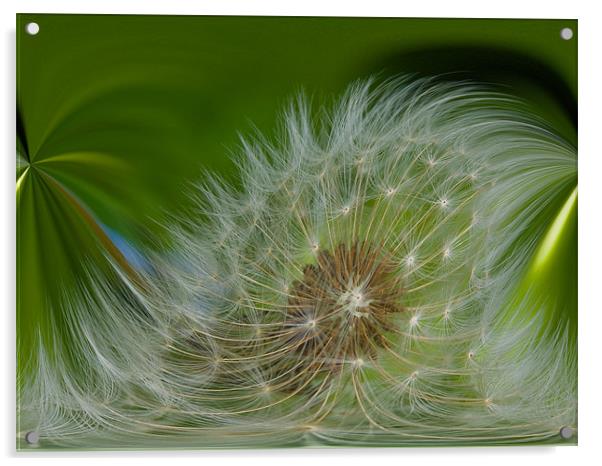 Dandelion Time Acrylic by Brian Roscorla