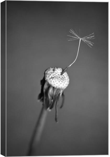 A Solitary Seed. Canvas Print by Becky Dix
