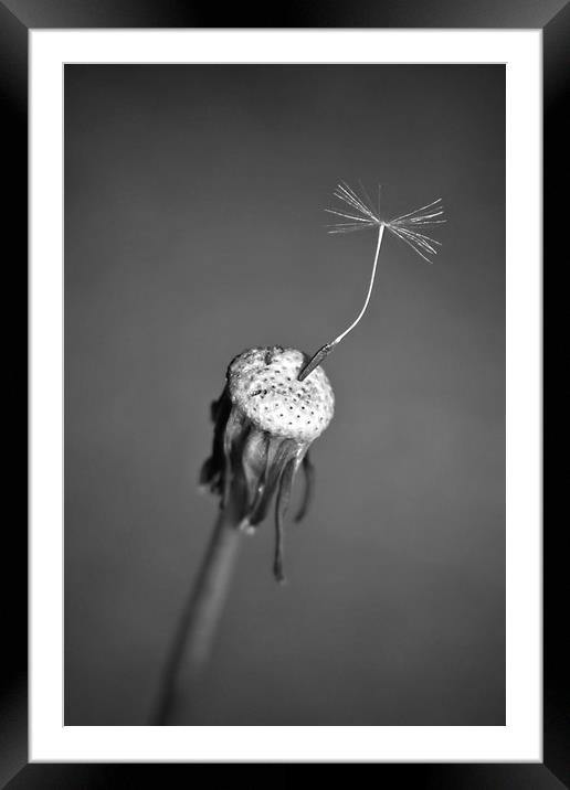A Solitary Seed. Framed Mounted Print by Becky Dix