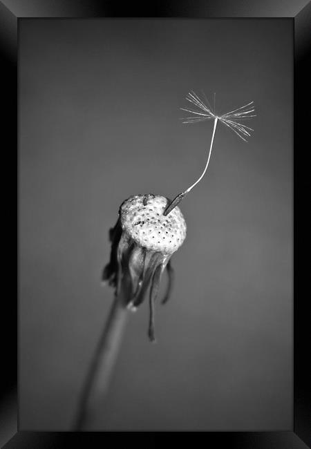 A Solitary Seed. Framed Print by Becky Dix