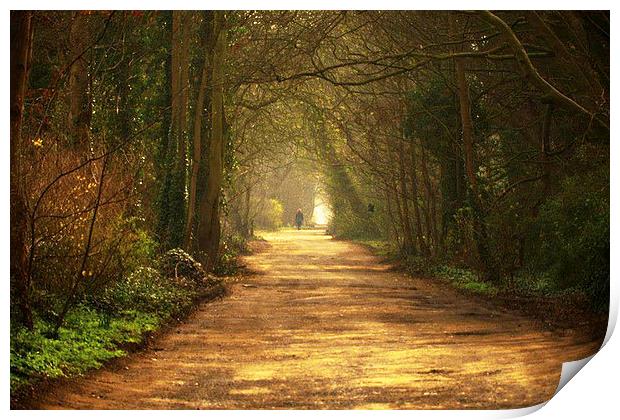  A quiet country lane in the North West of England Print by Rob Medway