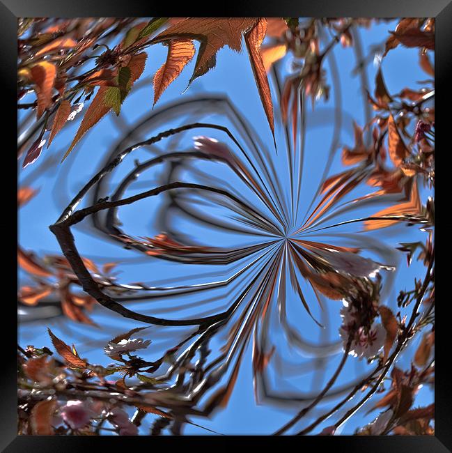 Abstract Leaves Framed Print by Brian Roscorla