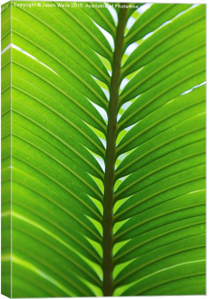 Close-up of a palm leaf Canvas Print by Jason Wells