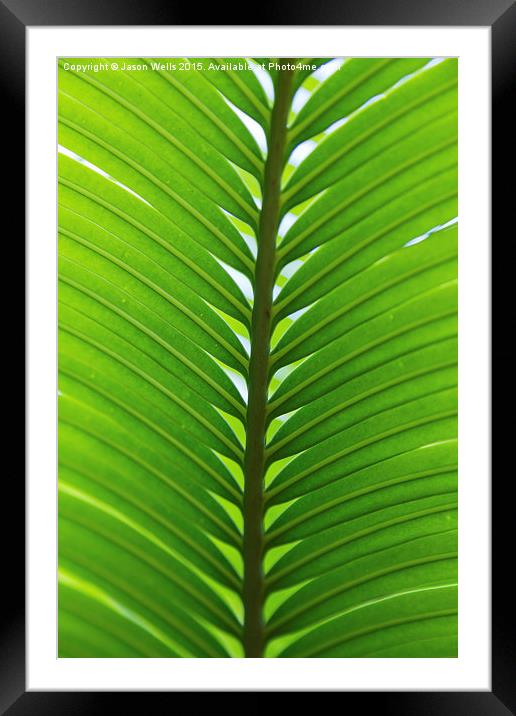Close-up of a palm leaf Framed Mounted Print by Jason Wells