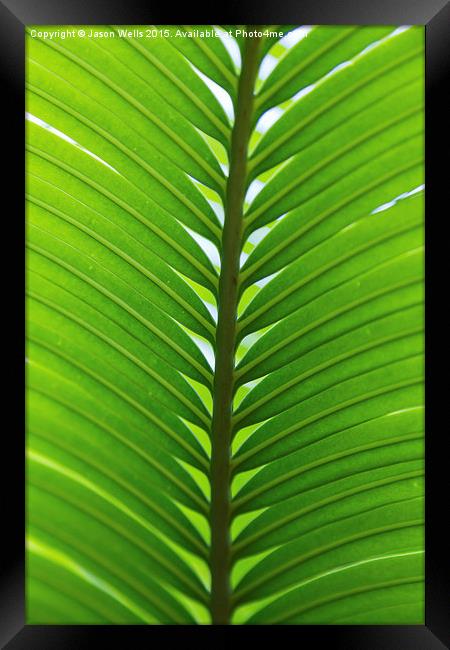 Close-up of a palm leaf Framed Print by Jason Wells