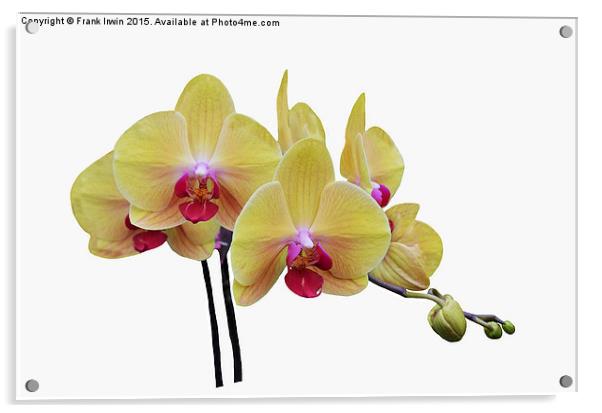  Beautiful yellow orchid Acrylic by Frank Irwin