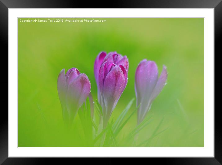  Crocus pocus Framed Mounted Print by James Tully