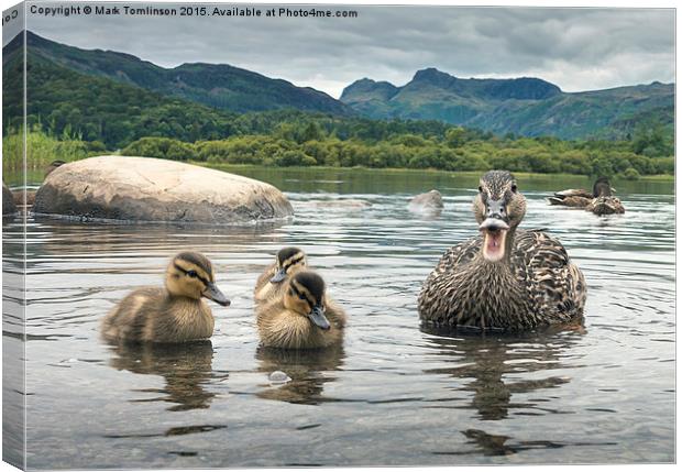  Mother & Ducklings Canvas Print by Mark Tomlinson
