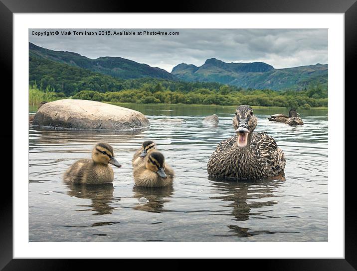  Mother & Ducklings Framed Mounted Print by Mark Tomlinson