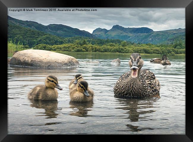  Mother & Ducklings Framed Print by Mark Tomlinson