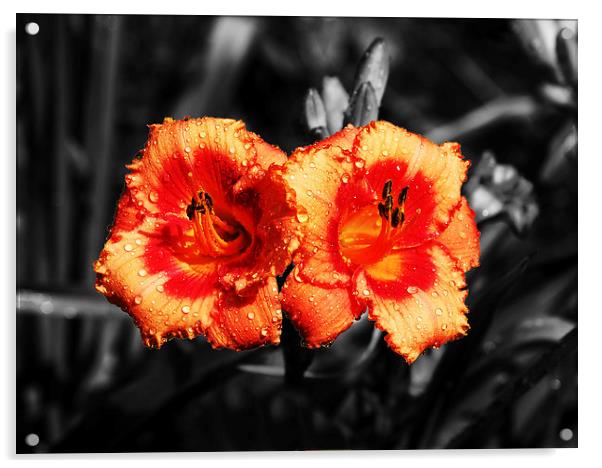  Two Lilies Acrylic by james balzano, jr.
