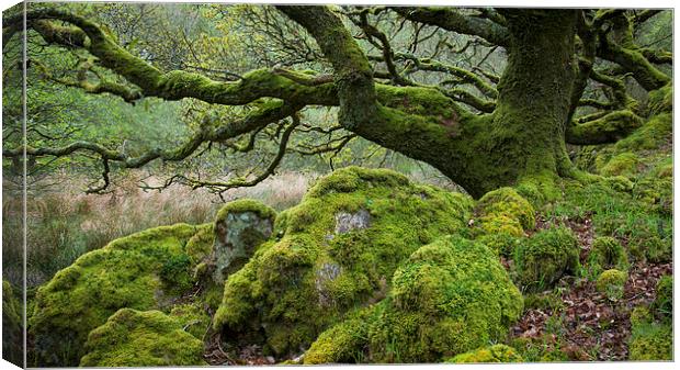  Mossy Oak at Ty Canol, Pembrokeshire Canvas Print by Andrew Kearton