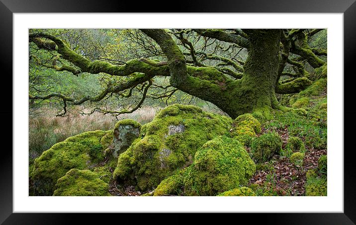  Mossy Oak at Ty Canol, Pembrokeshire Framed Mounted Print by Andrew Kearton