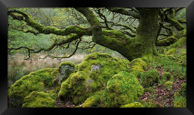  Mossy Oak at Ty Canol, Pembrokeshire Framed Print by Andrew Kearton