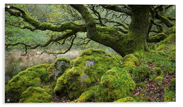  Mossy Oak at Ty Canol, Pembrokeshire Acrylic by Andrew Kearton