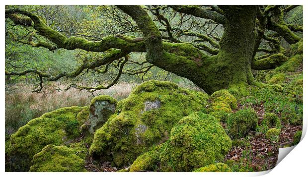  Mossy Oak at Ty Canol, Pembrokeshire Print by Andrew Kearton