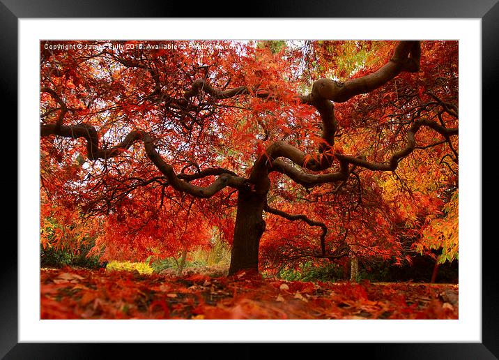 Awesome autumn Framed Mounted Print by James Tully