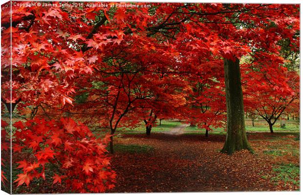  A sea of red Canvas Print by James Tully
