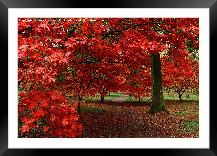  A sea of red Framed Mounted Print by James Tully