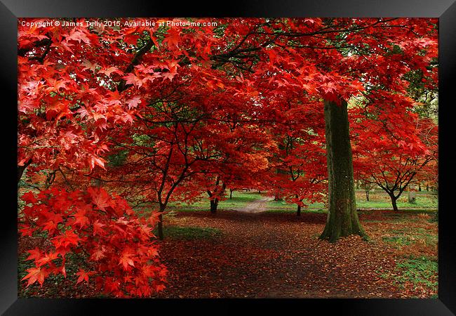  A sea of red Framed Print by James Tully