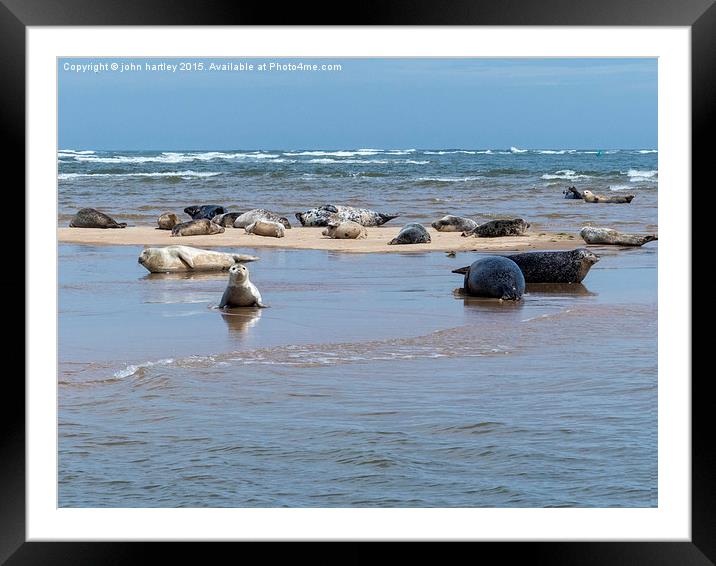  Seals basking at Blakeney Point in North Norfolk Framed Mounted Print by john hartley