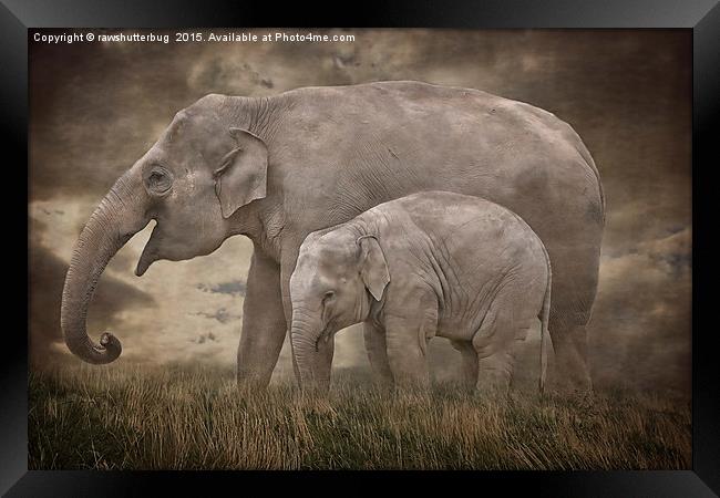 Elephant Mother and Calf Framed Print by rawshutterbug 